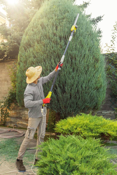 Best Tree Trimming Near Me  in Lincolnton, GA